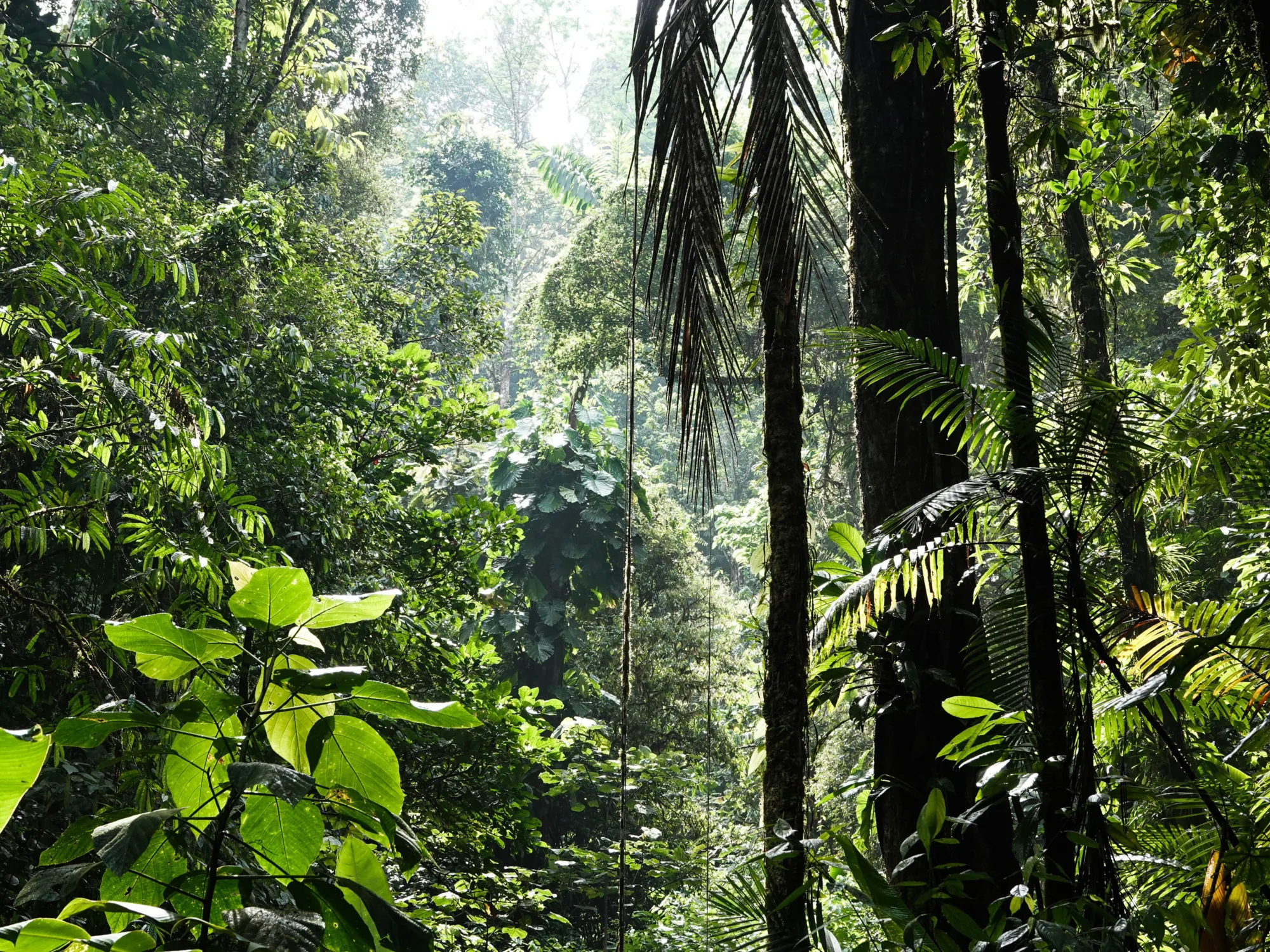 Biodiversity background