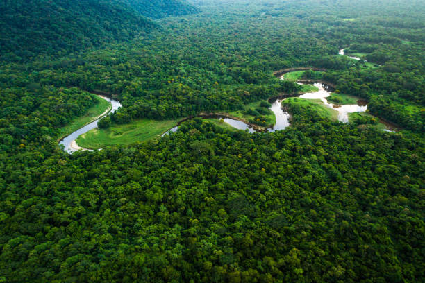 Ecosystem background