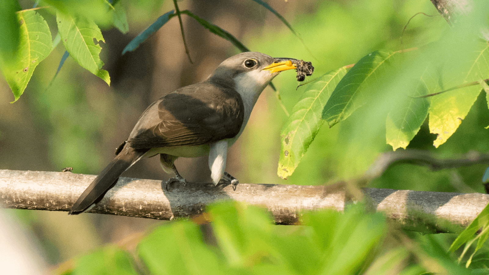 Native Flora and Avian Vitality