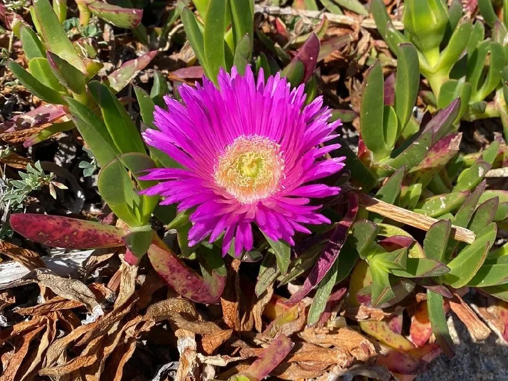 Sample species